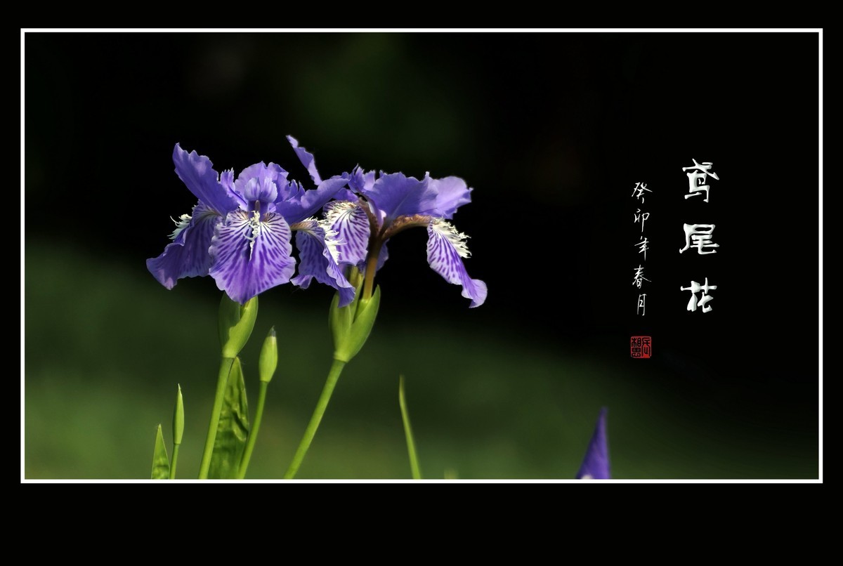 犹如紫蝶舞草间