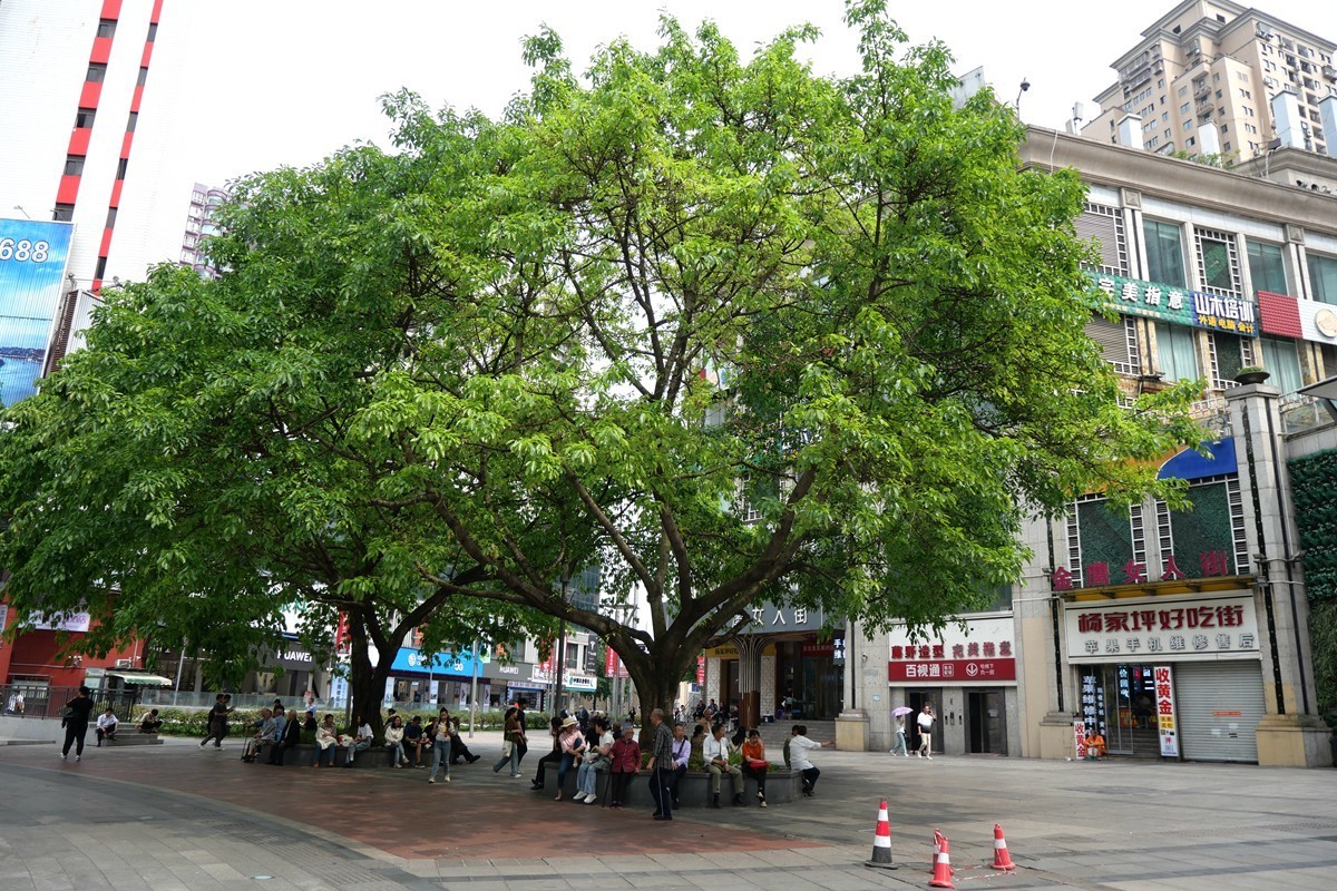 城市、街景、轻轨随拍 (二)