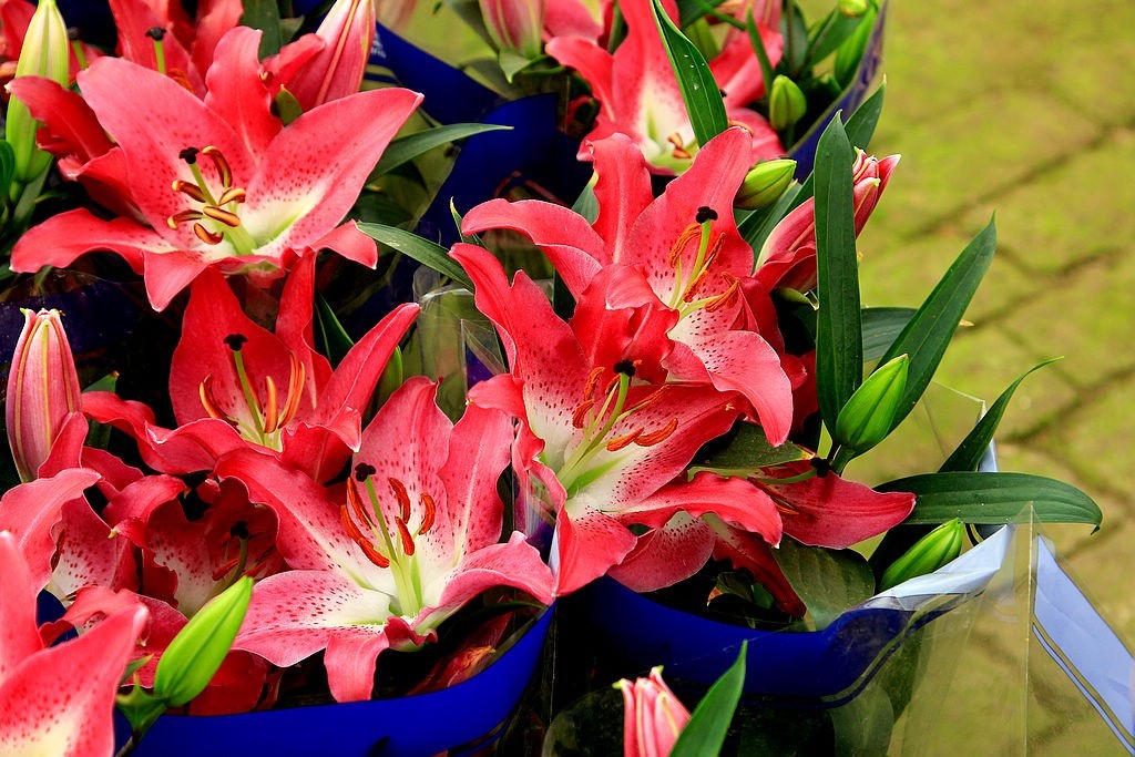 百合花=4-中关村在线摄影论坛