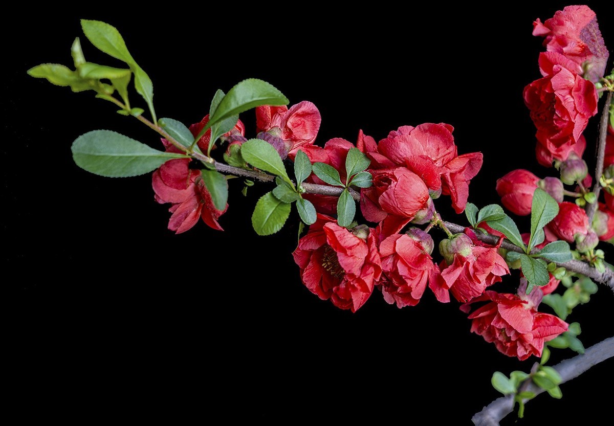 贴梗海棠红艳艳