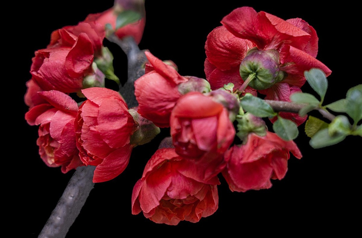 贴梗海棠红艳艳