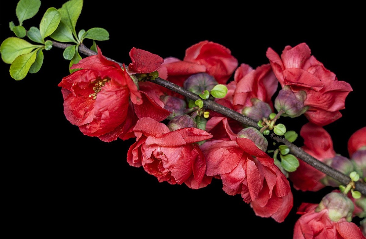 贴梗海棠红艳艳