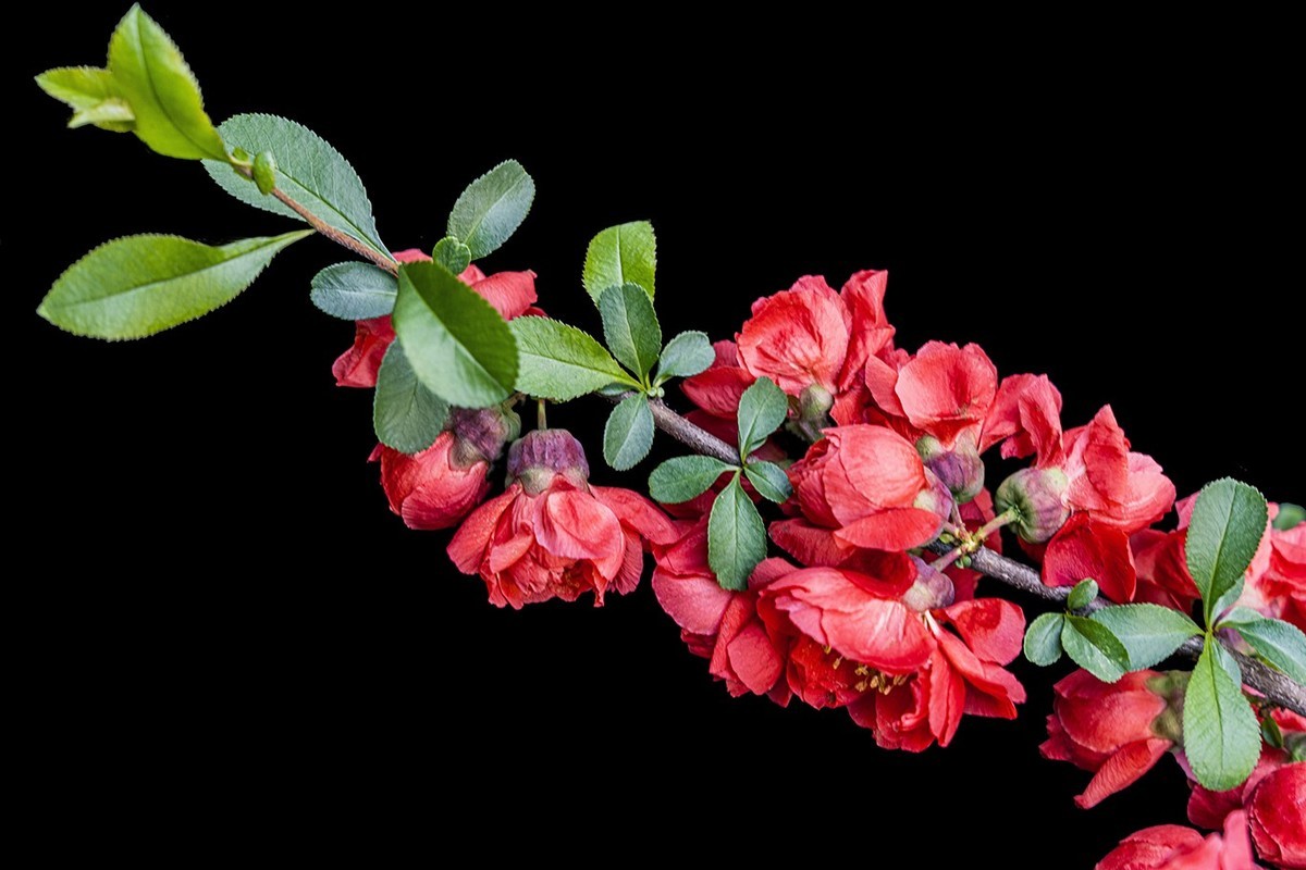 贴梗海棠红艳艳