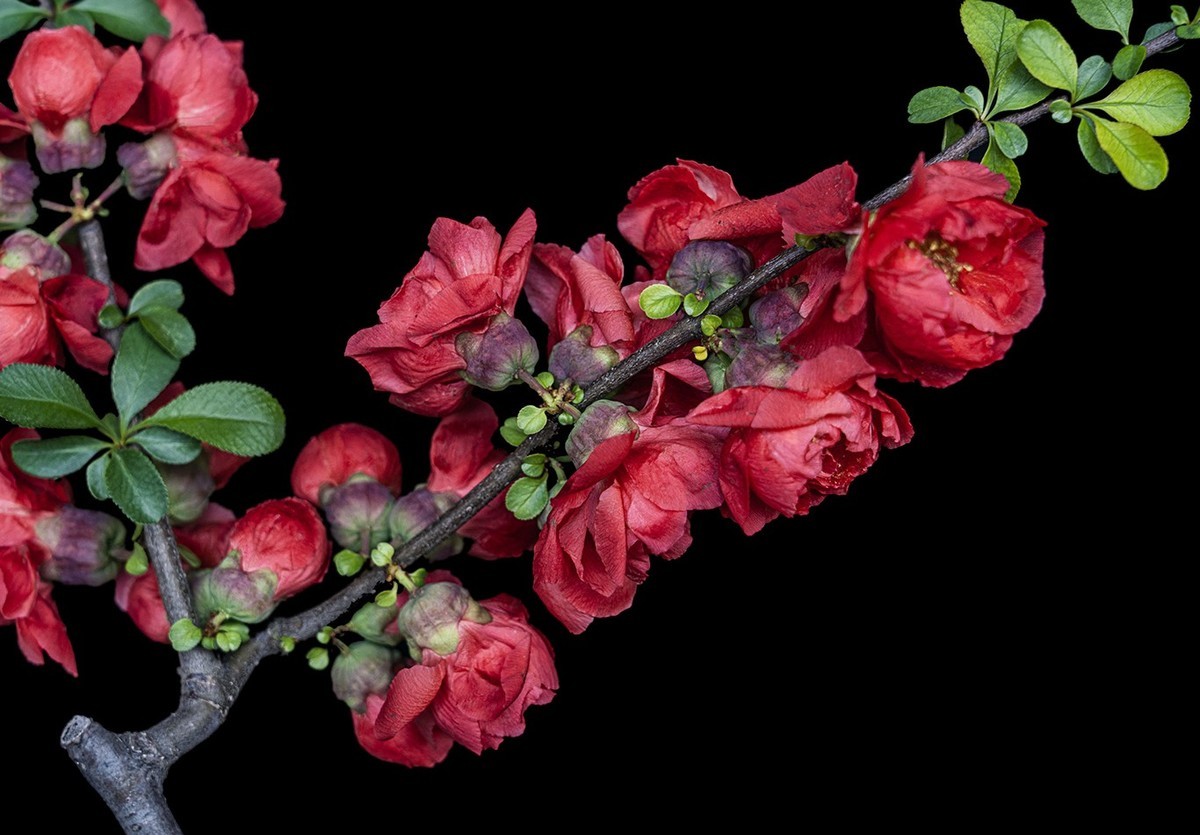 贴梗海棠红艳艳