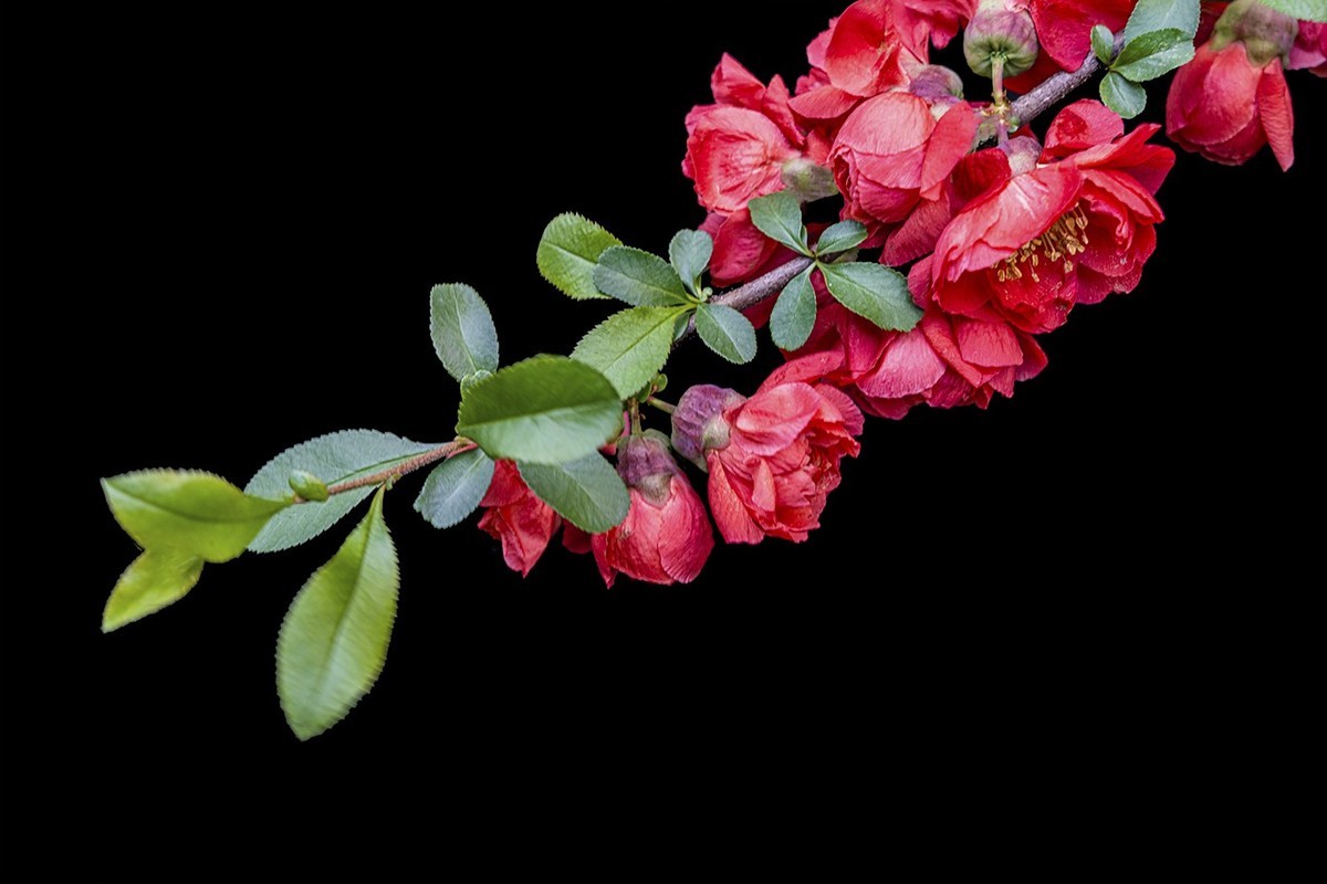 贴梗海棠红艳艳