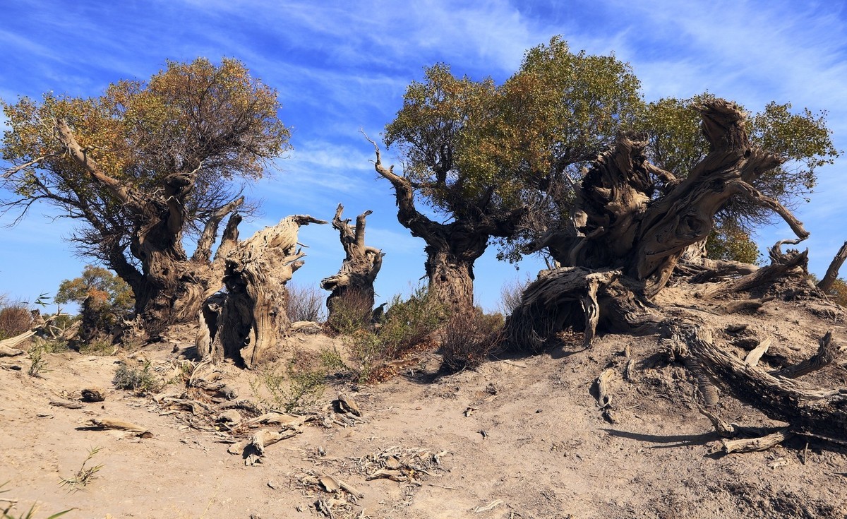 疑似进入了失落的世界（12）