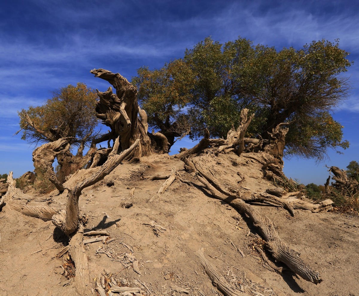疑似进入了失落的世界（12）