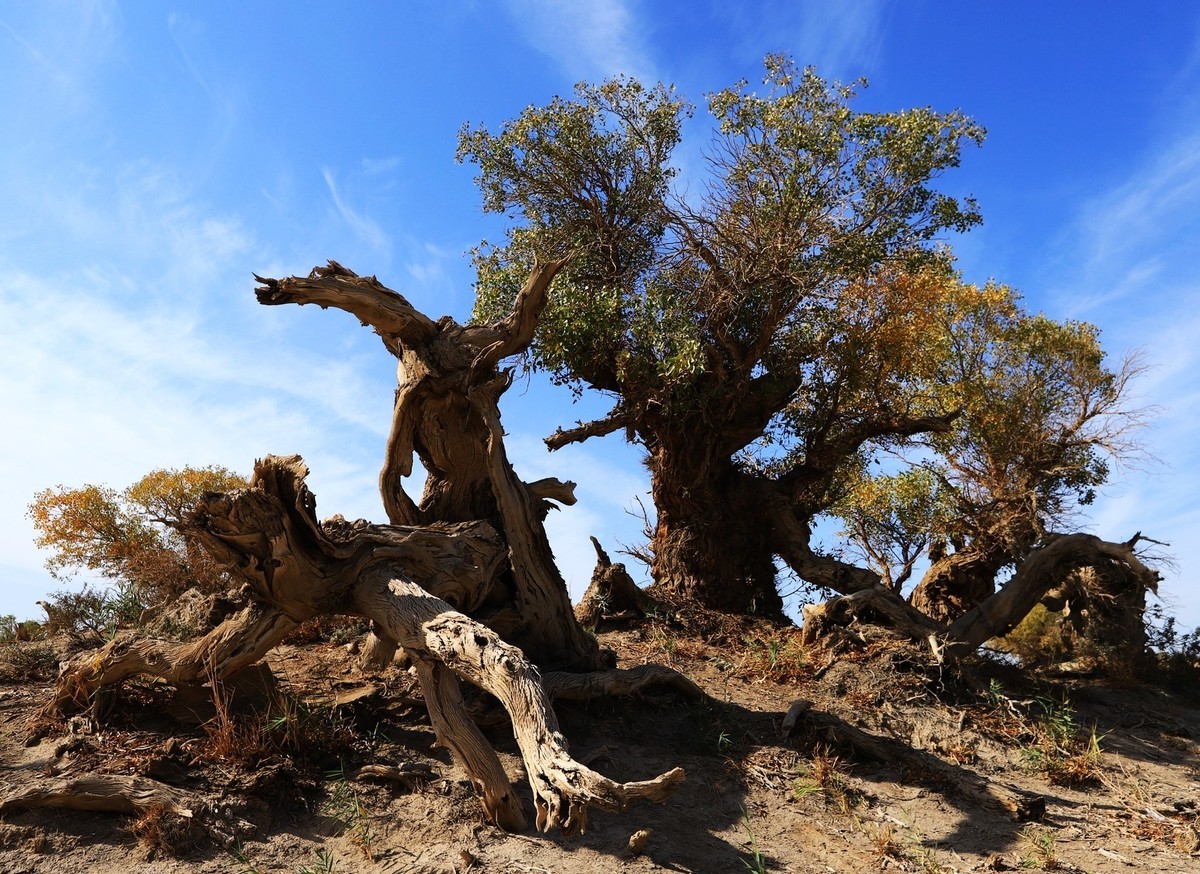 疑似进入了失落的世界（12）