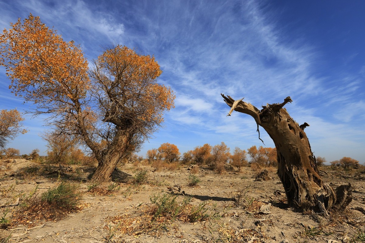 疑似进入了失落的世界（12）