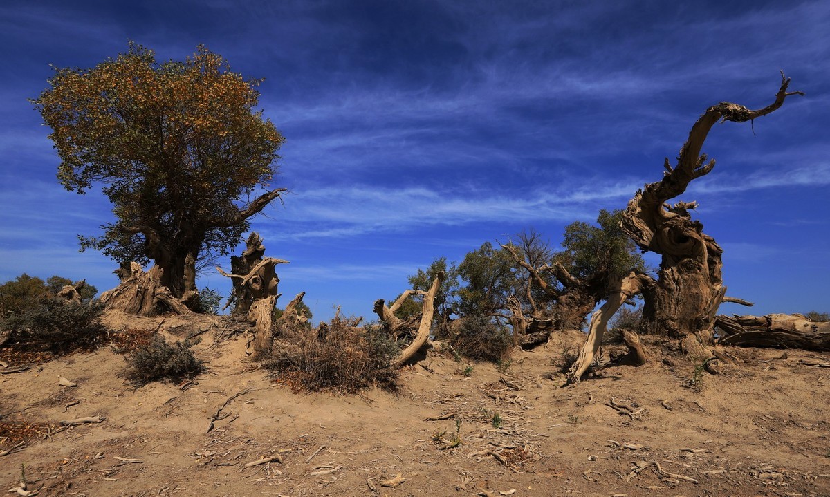 疑似进入了失落的世界（12）
