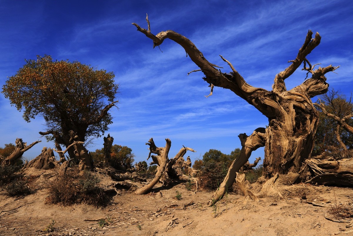 疑似进入了失落的世界（12）