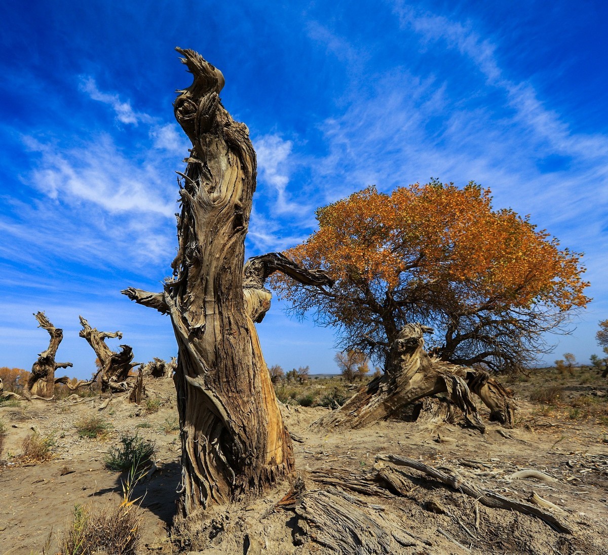 疑似进入了失落的世界（12）