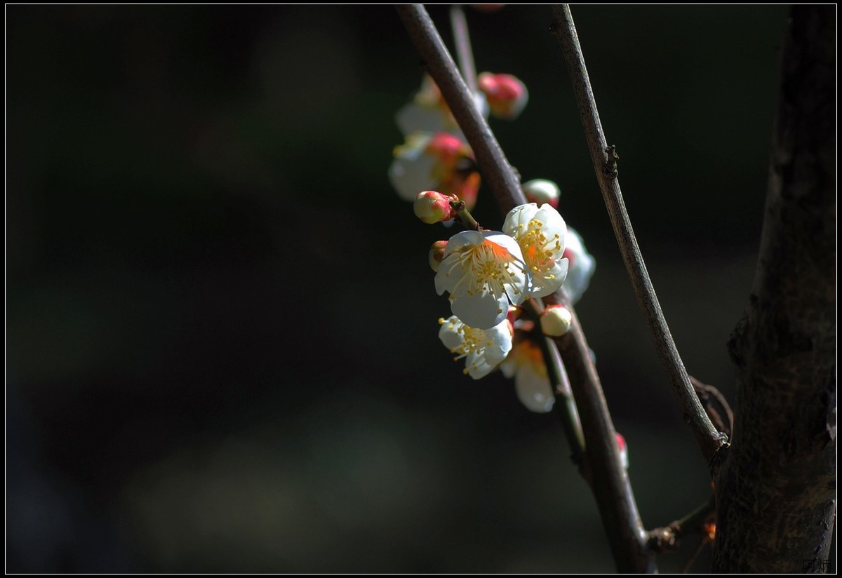 花卉练习（梅花）