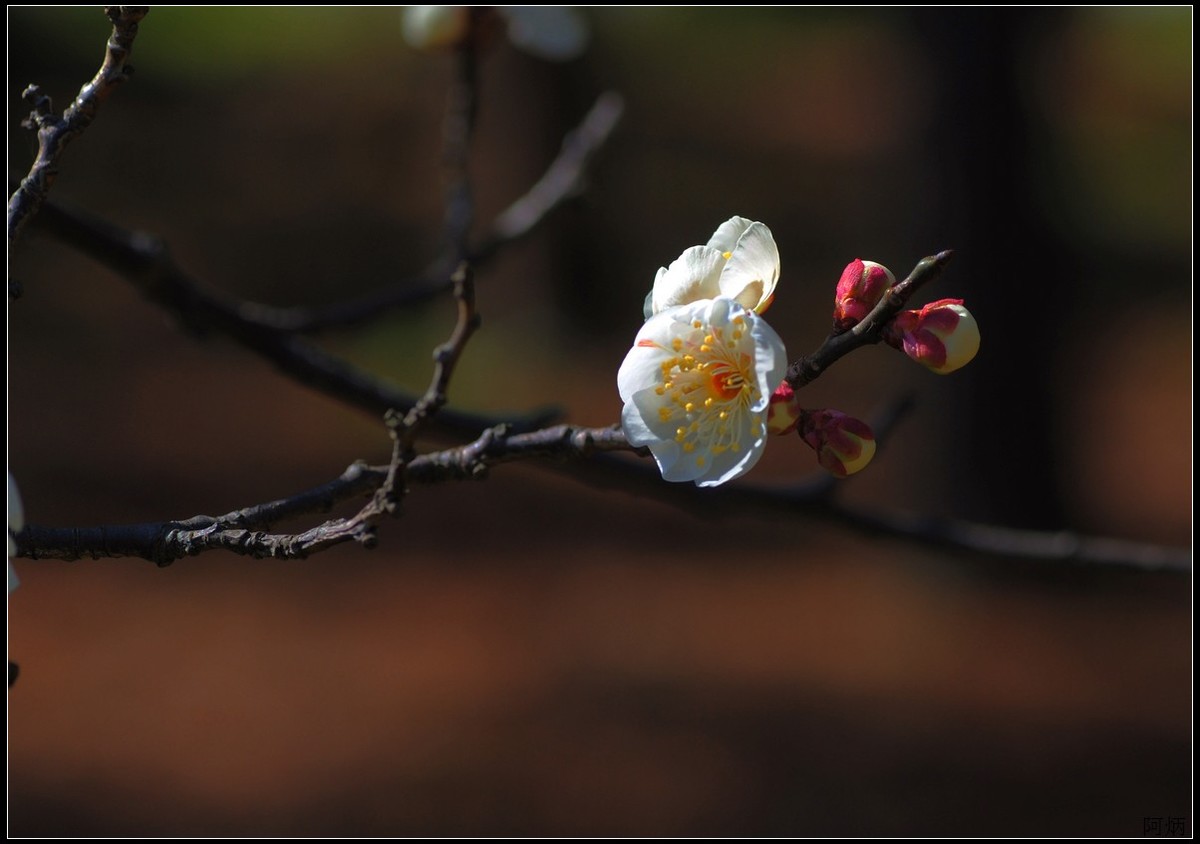 花卉练习（梅花）