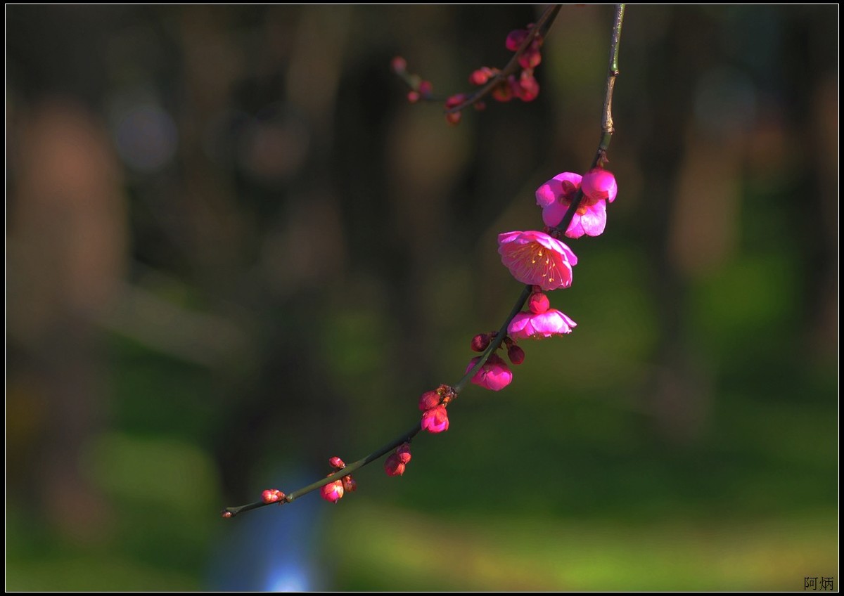花卉练习（梅花）