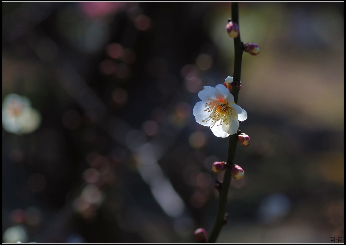 花卉练习（梅花）