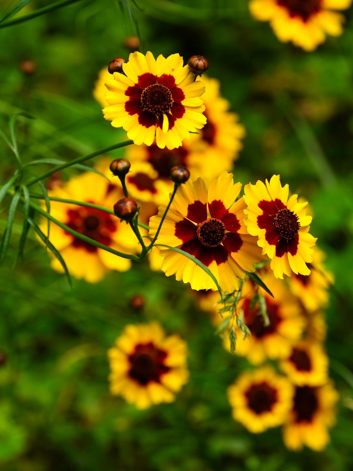 索尼A7C转接康泰时N70-300直出