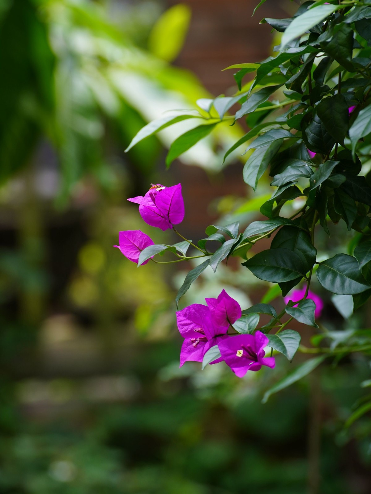 索尼A7C转接康泰时N70-300直出