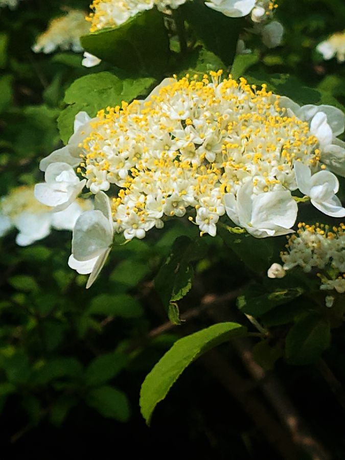 花卉系列【4155】