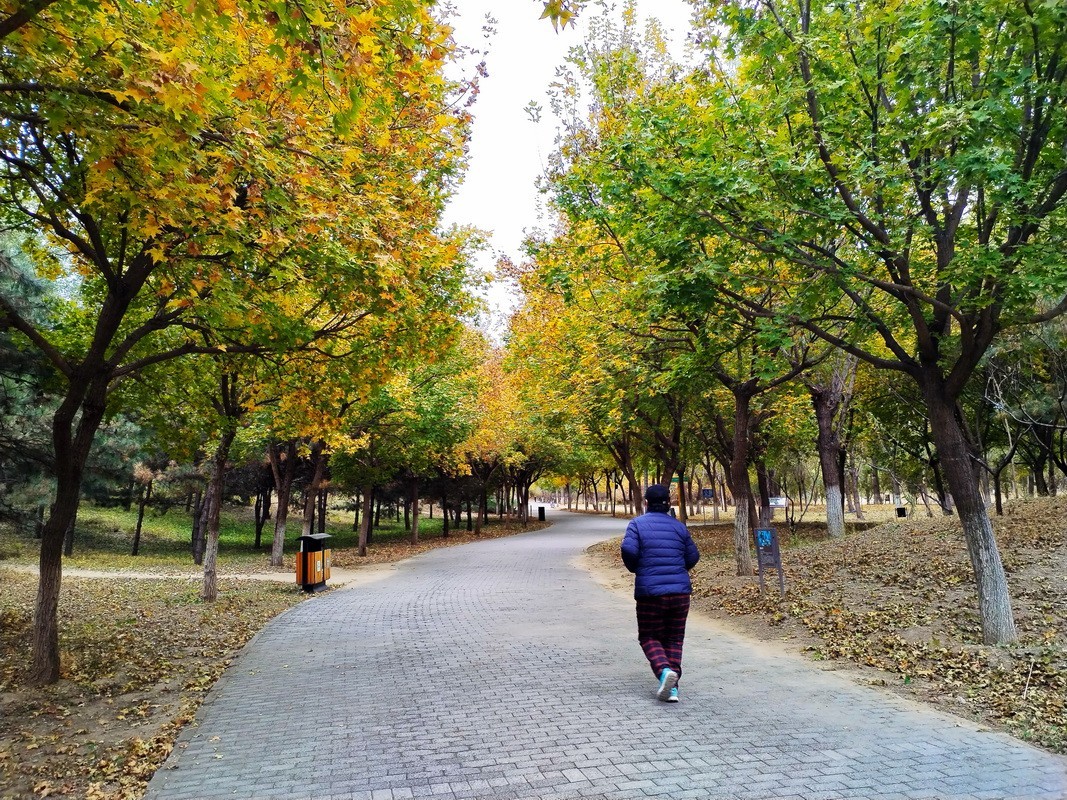 2022-161 林荫 秋色