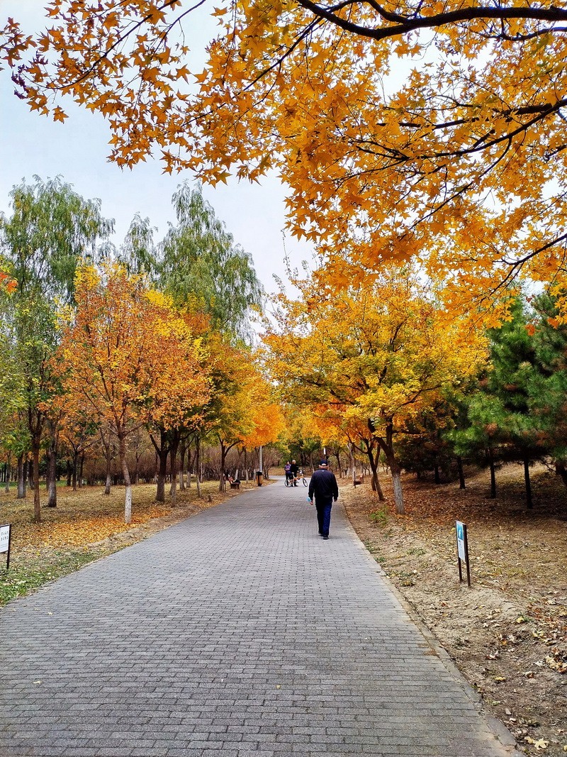 2022-161 林荫 秋色