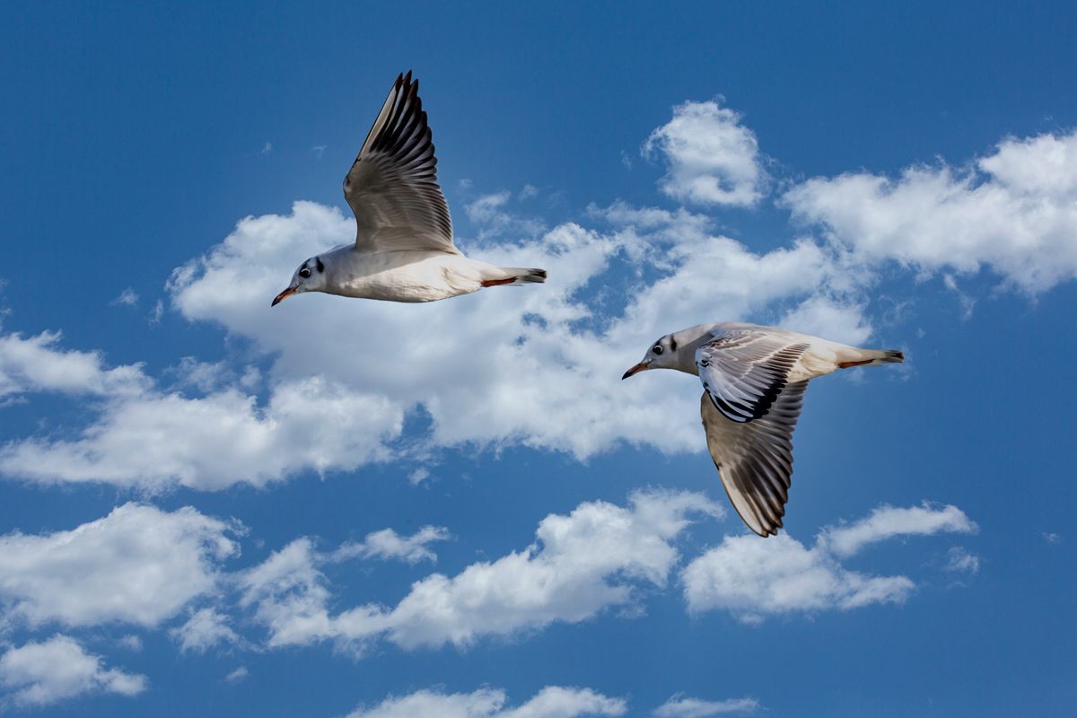 飞翔的海鸥--追焦练习