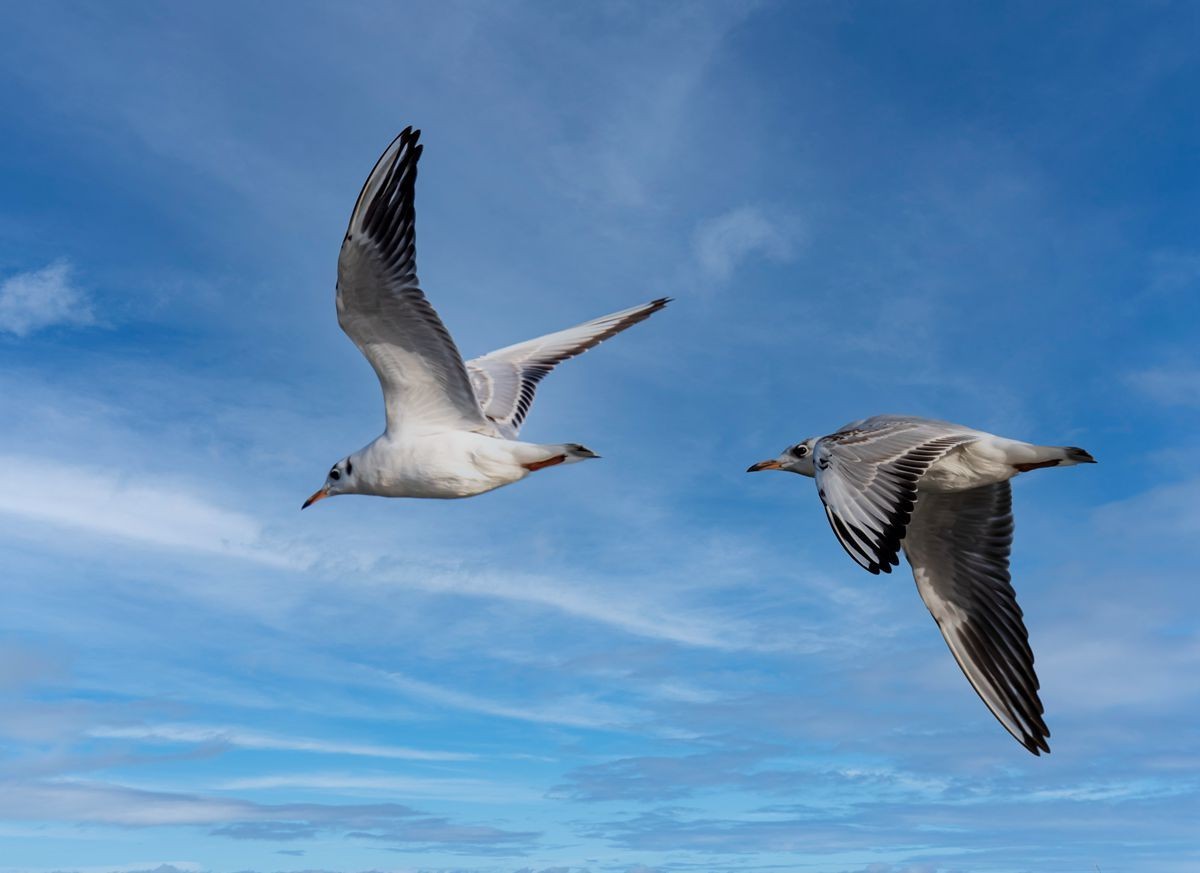 飞翔的海鸥--追焦练习