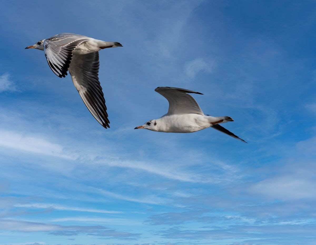 飞翔的海鸥--追焦练习