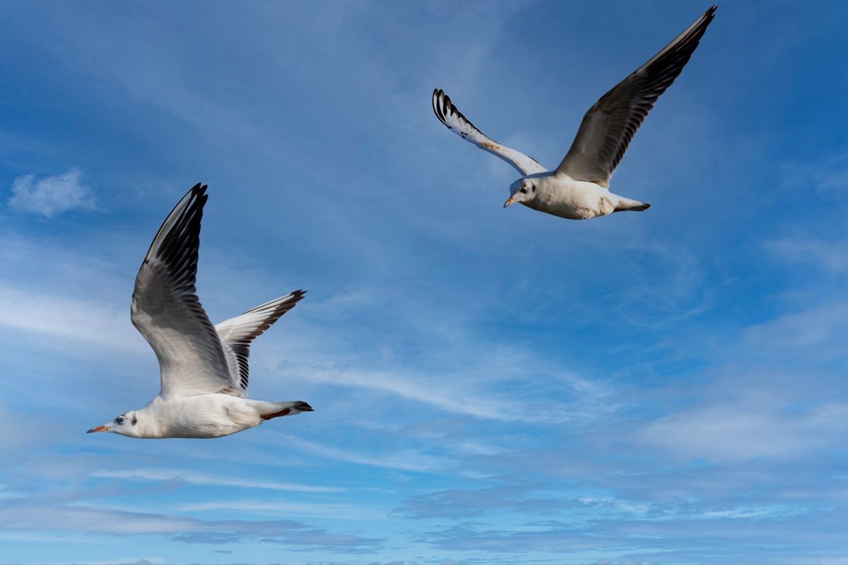 飞翔的海鸥--追焦练习