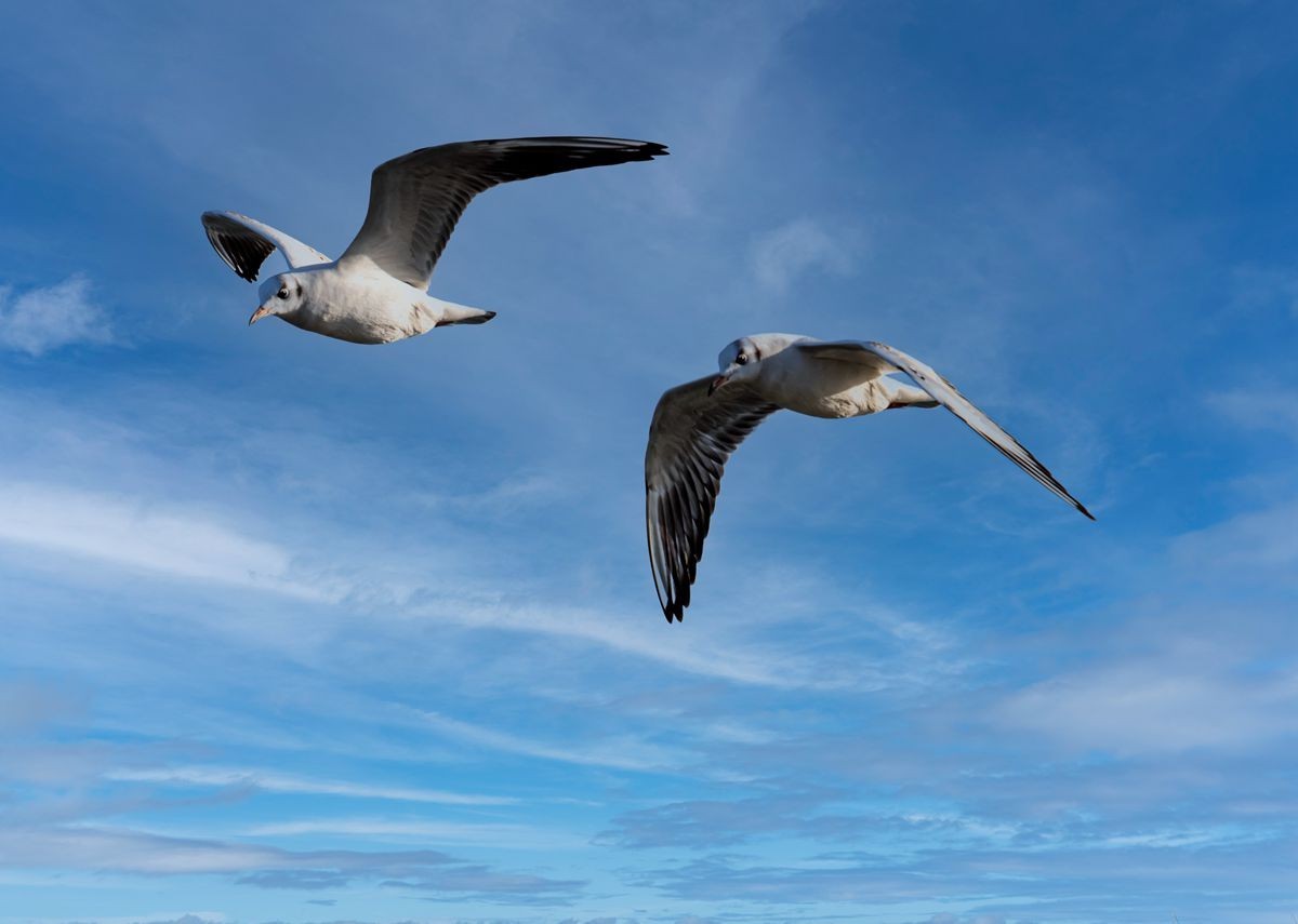 飞翔的海鸥--追焦练习
