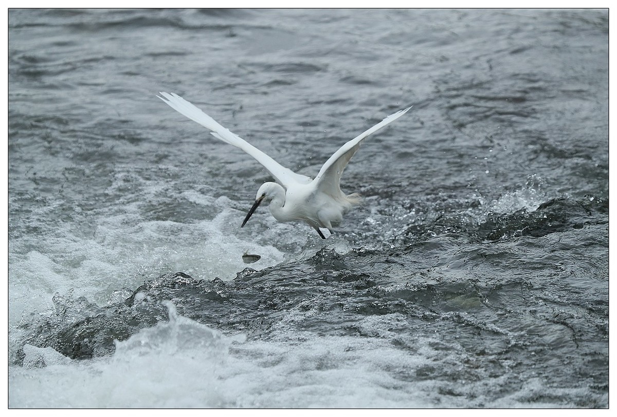 白鹭捕鱼（续）