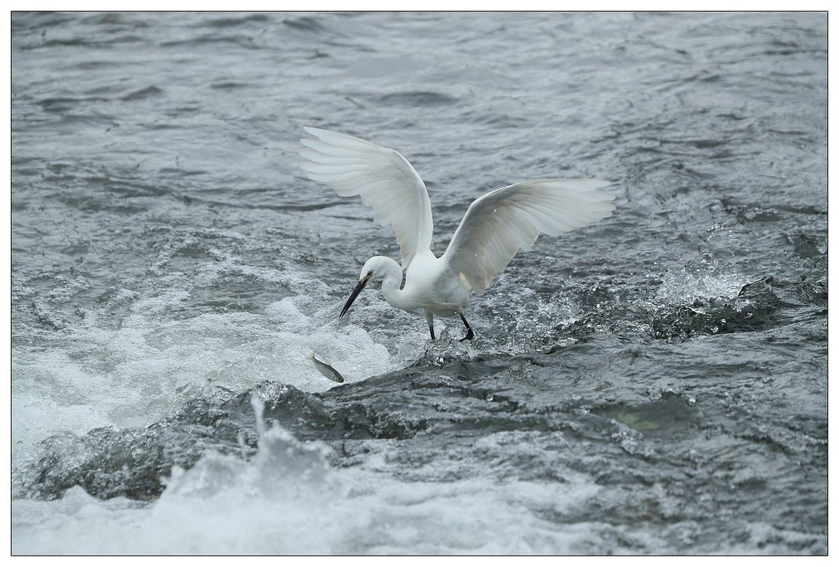 白鹭捕鱼（续）