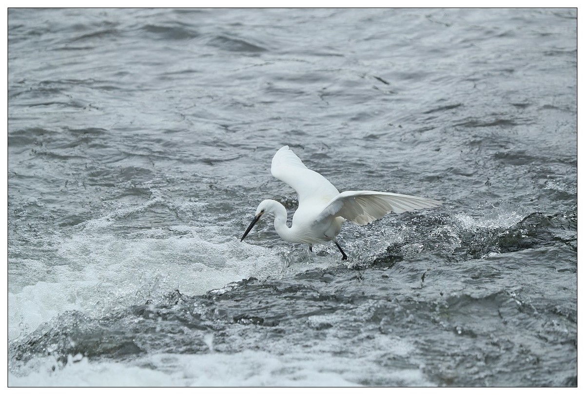 白鹭捕鱼（续）