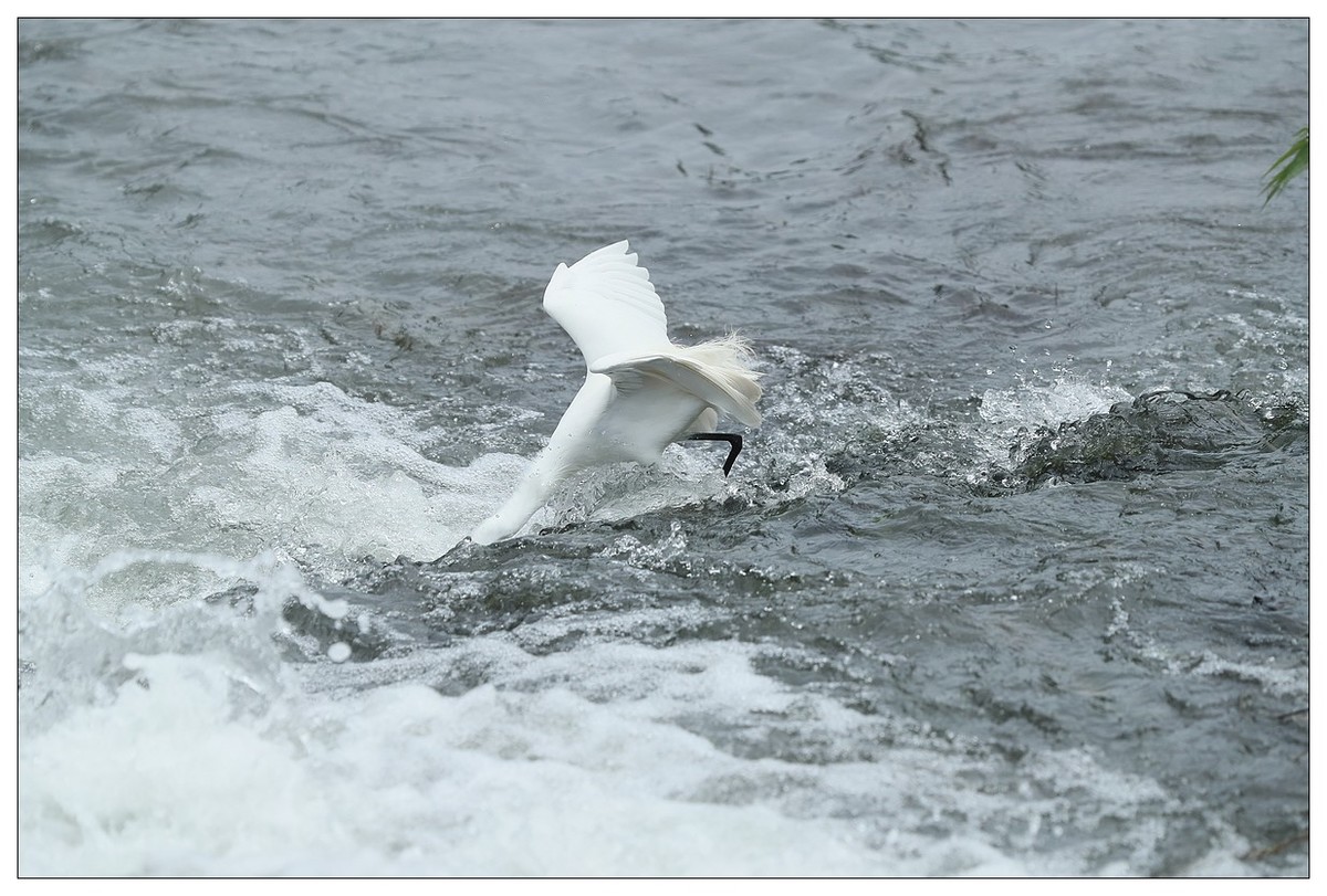 白鹭捕鱼（续）