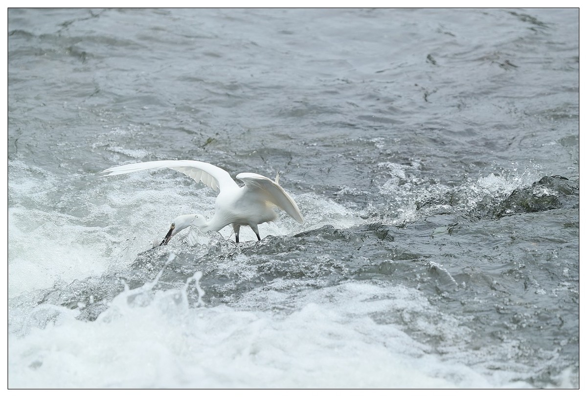白鹭捕鱼（续）