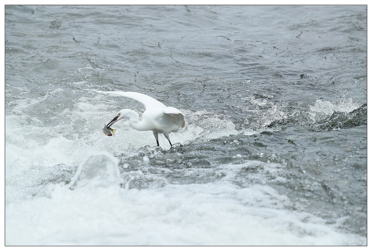 白鹭捕鱼（续）