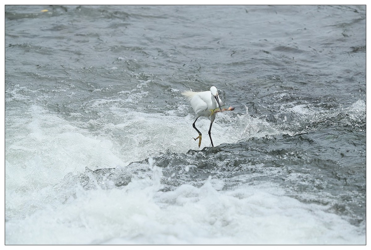 白鹭捕鱼（续）