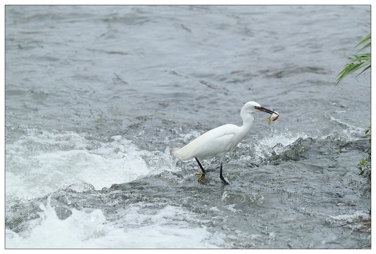 白鹭捕鱼（续）
