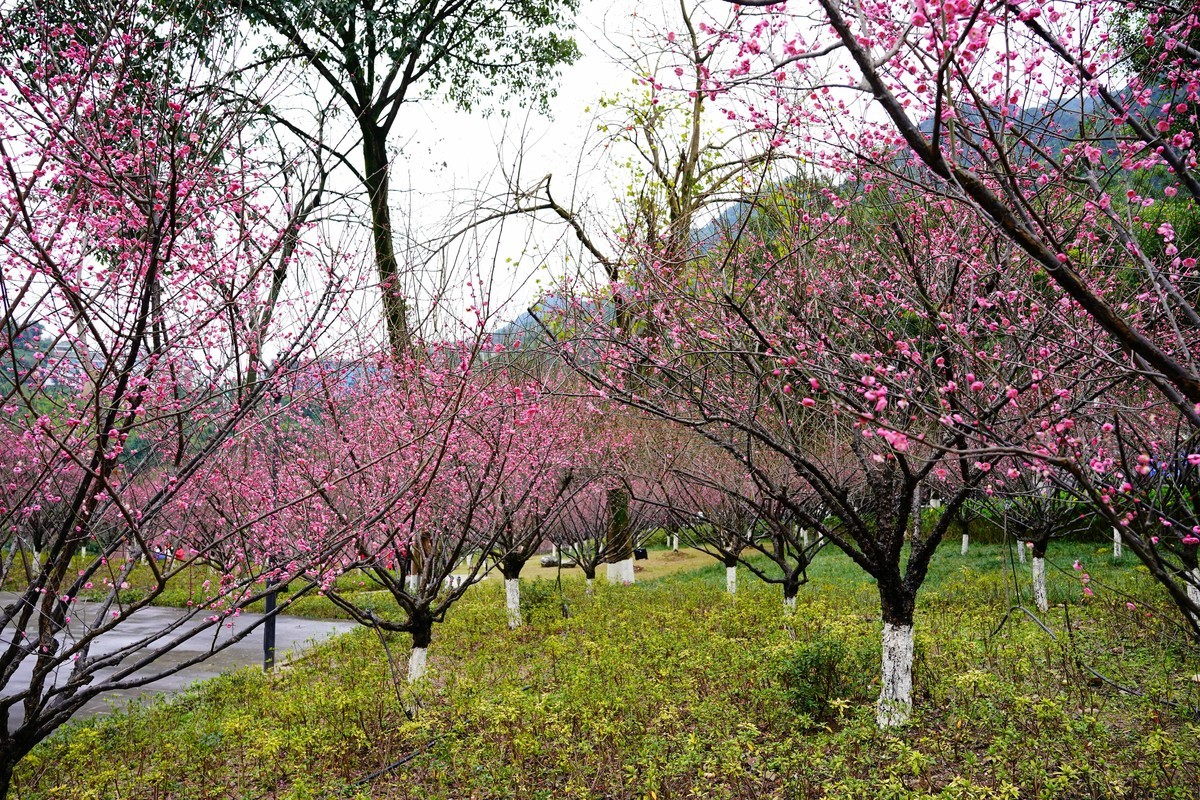 渣滓洞前红梅赞