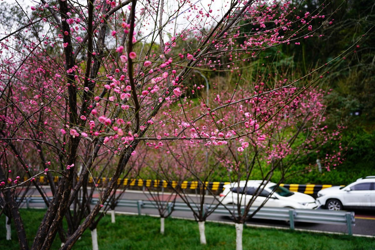 渣滓洞前红梅赞