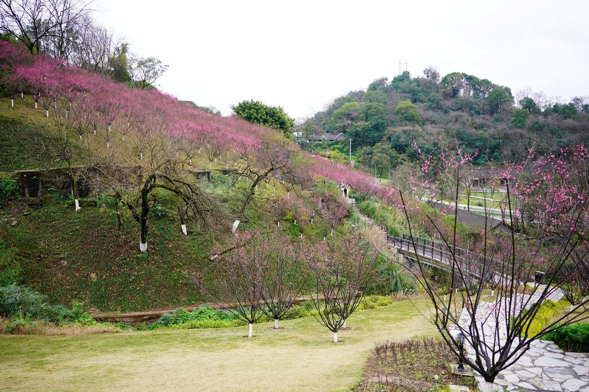 渣滓洞前红梅赞