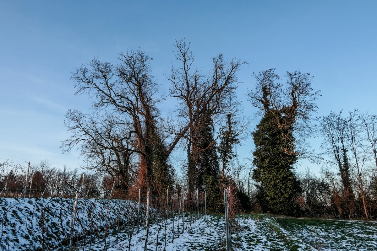 雪景山野（南德）