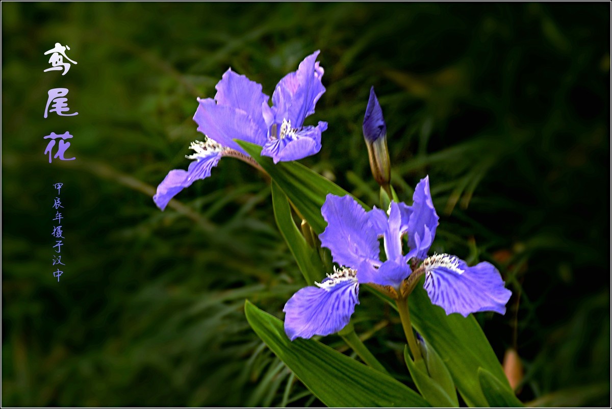 艳丽的鸢尾（2024210）