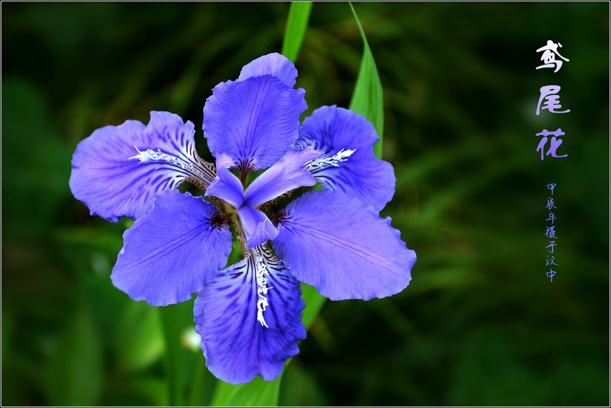 艳丽的鸢尾（2024210）