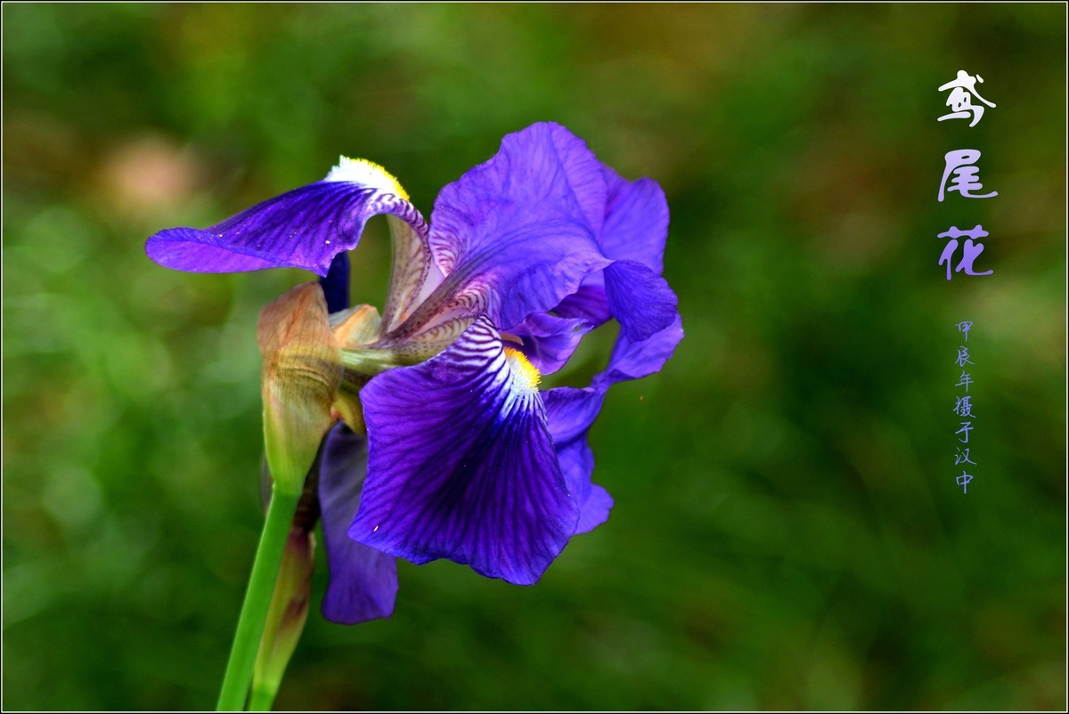 艳丽的鸢尾（2024210）