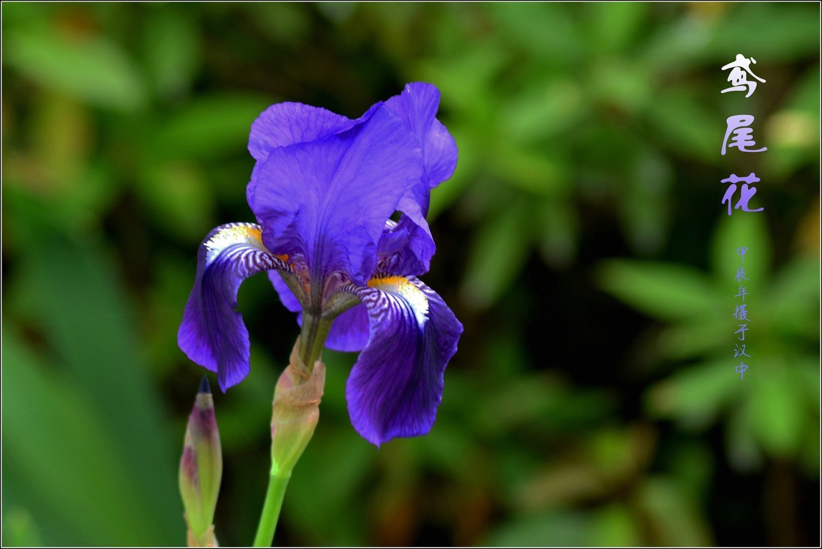 艳丽的鸢尾（2024210）