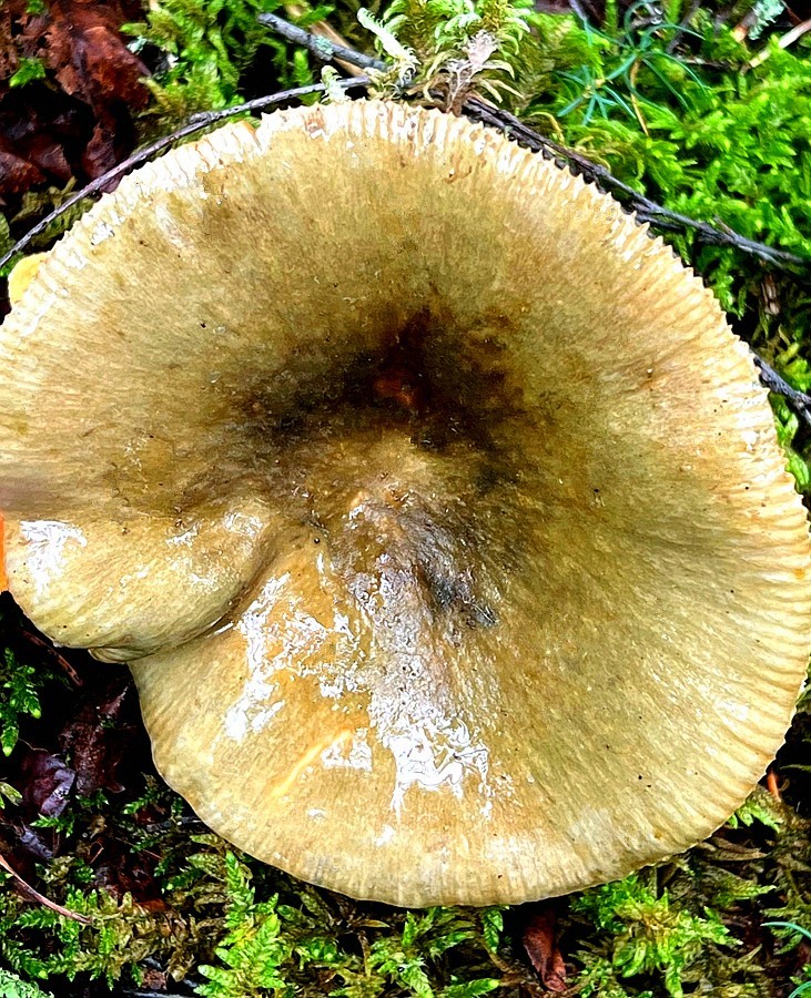 《不老松：纪实摄影》【山河锦绣】内蒙古：（19）白音敖包景：这才是毒蘑菇！