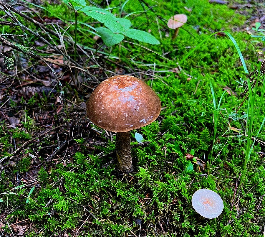 《不老松：纪实摄影》【山河锦绣】内蒙古：（19）白音敖包景：这才是毒蘑菇！