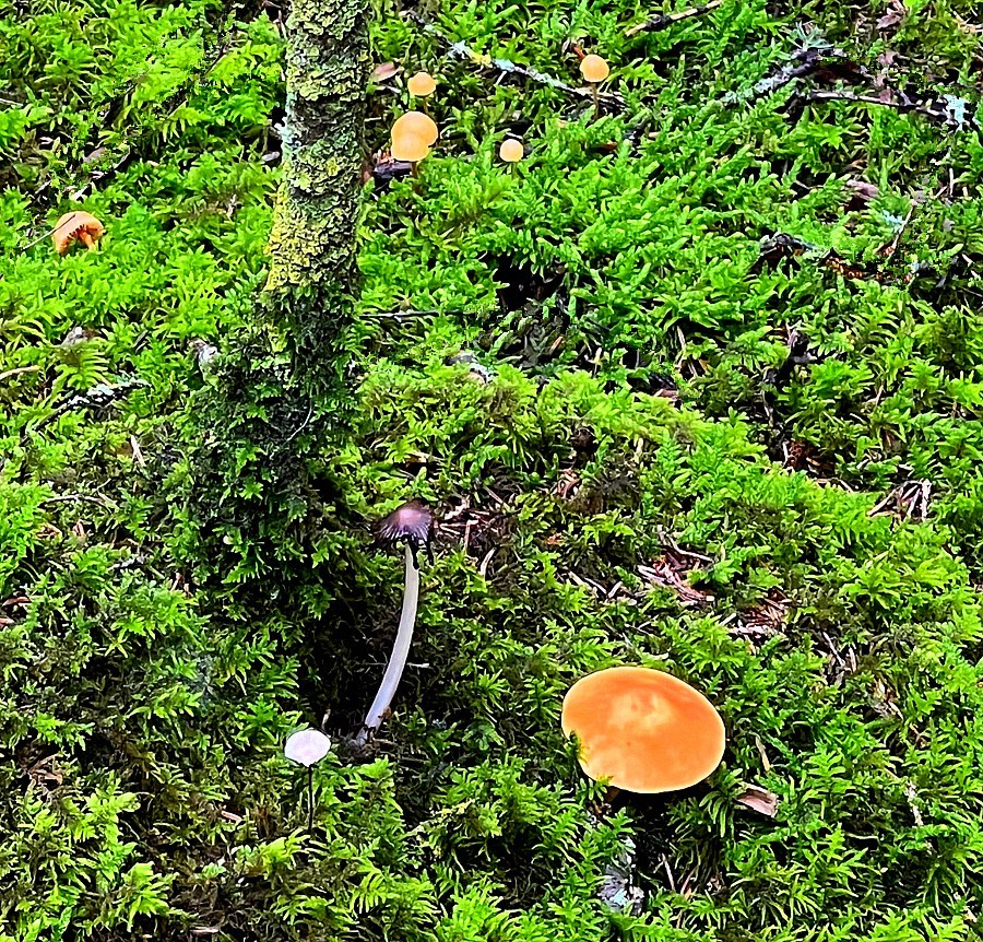 《不老松：纪实摄影》【山河锦绣】内蒙古：（19）白音敖包景：这才是毒蘑菇！