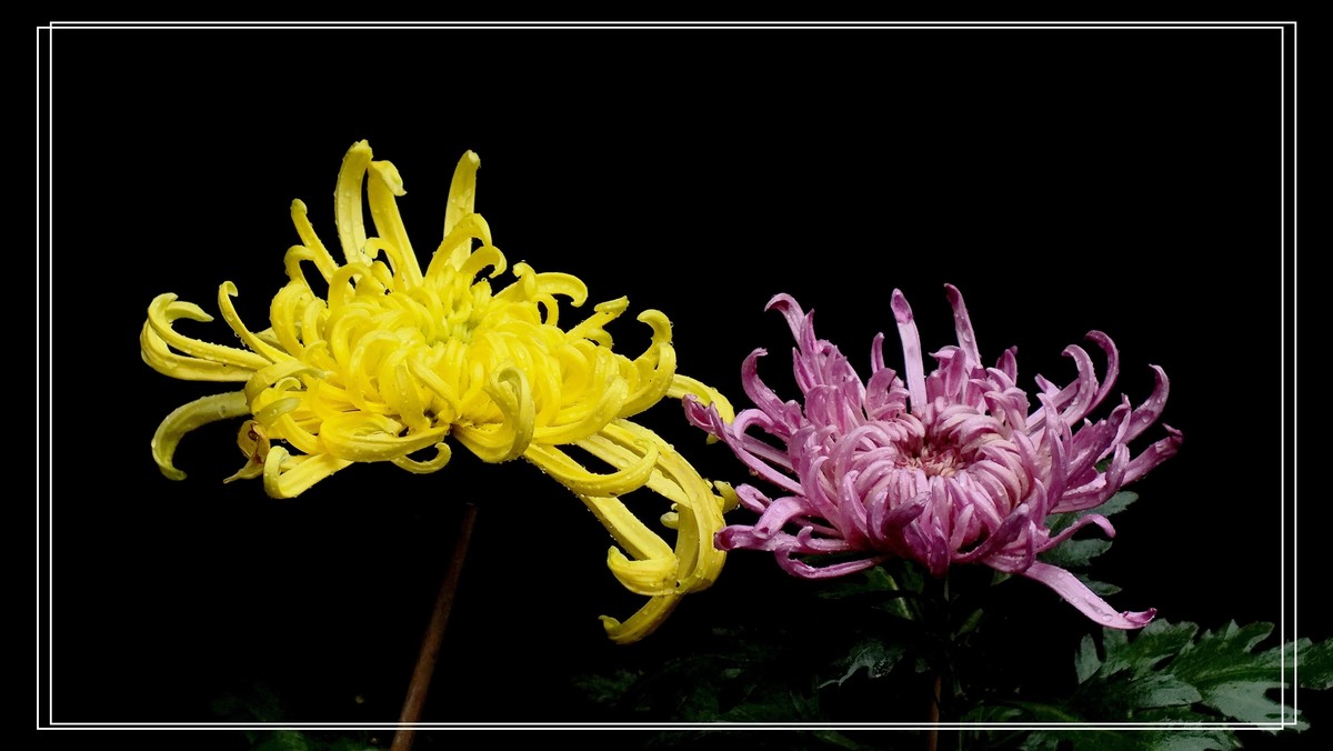 2024.第65届羊诚菊会 (4)